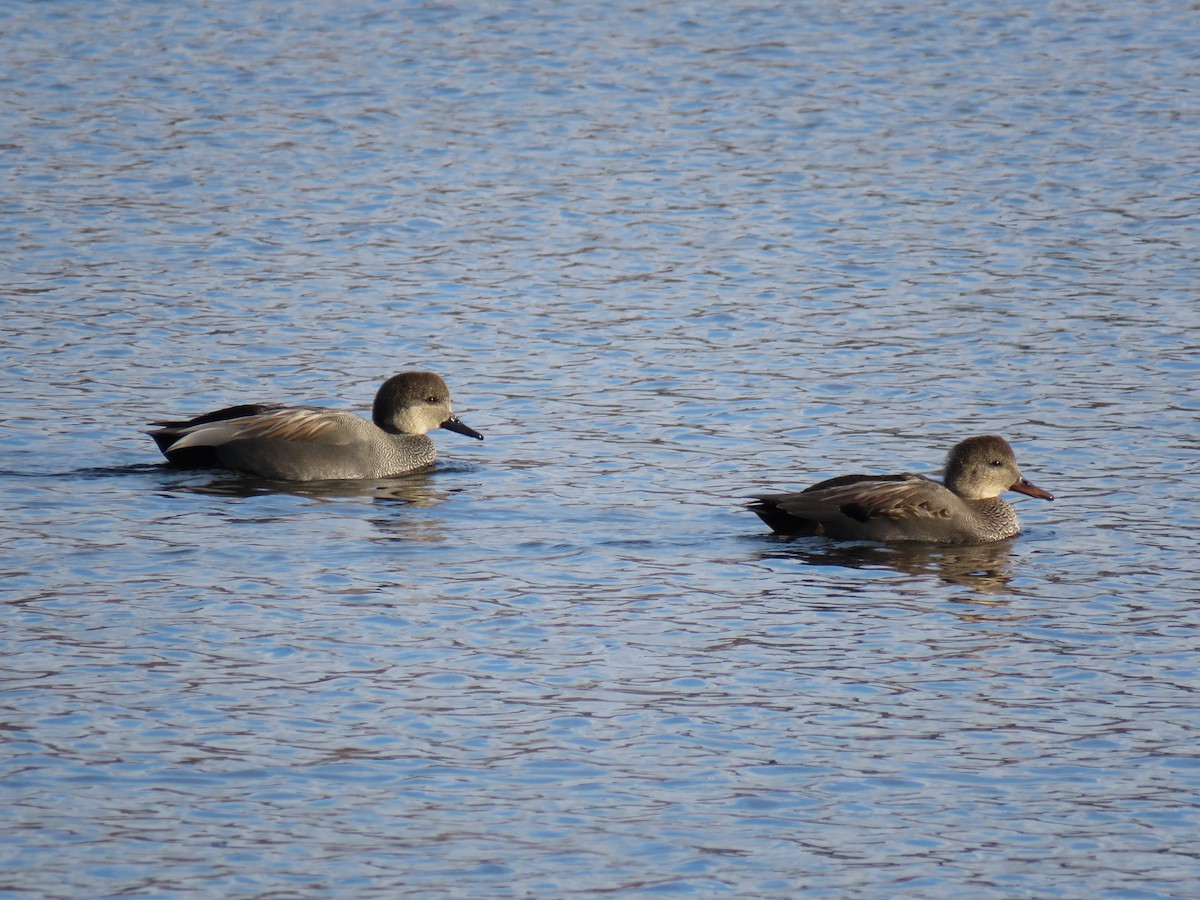 Нерозень - ML646362113