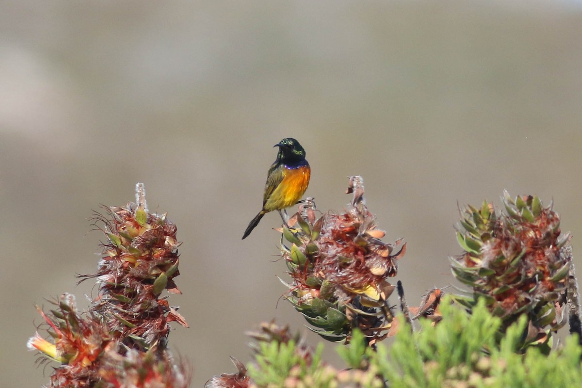 Нектарка капська - ML646362114