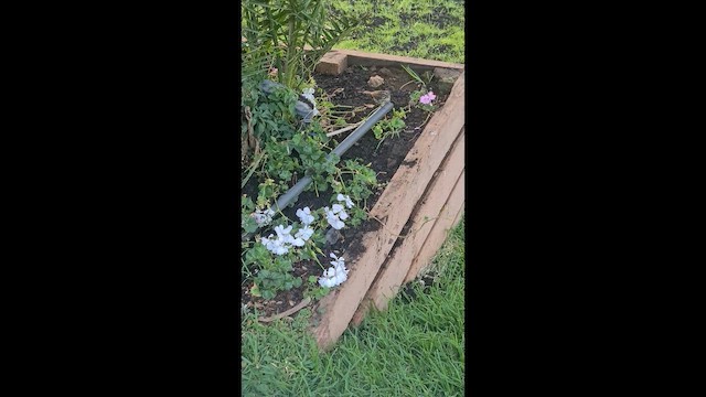 Щедрик строкатий - ML646362115