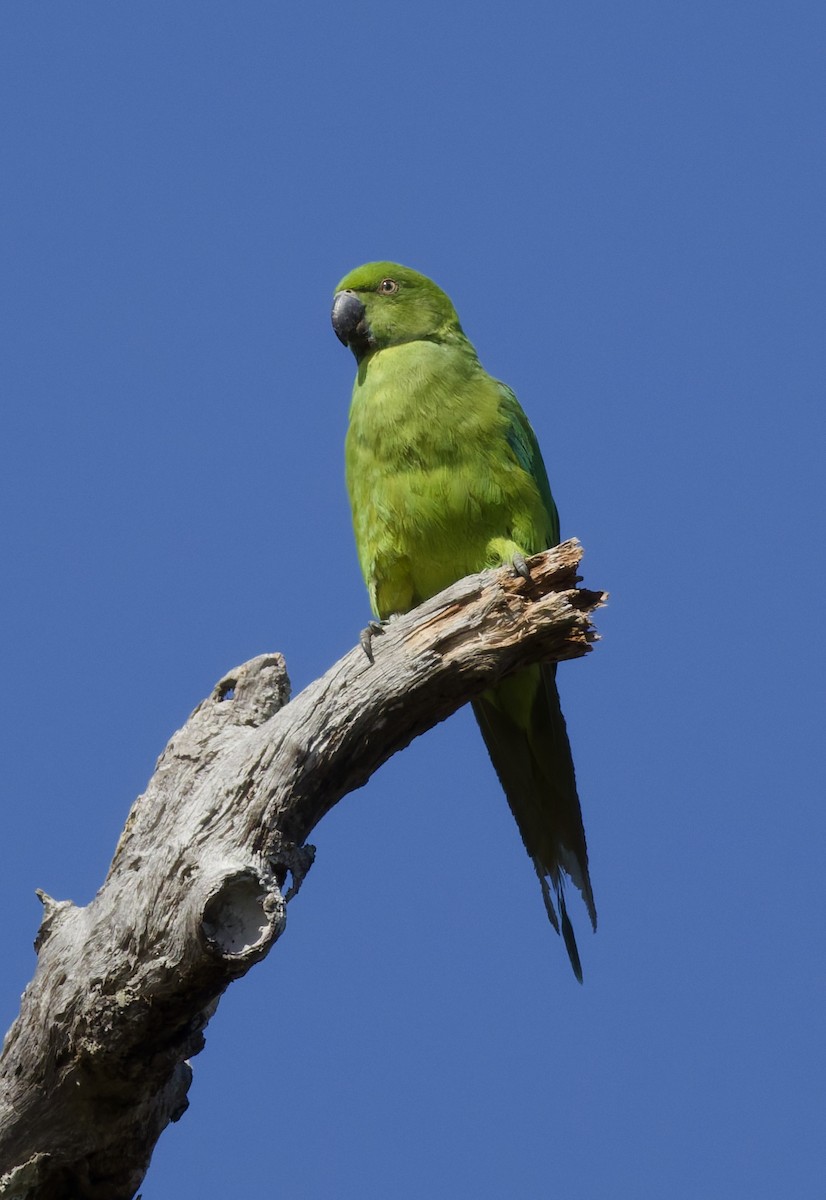 Папужець острівний - ML646362116