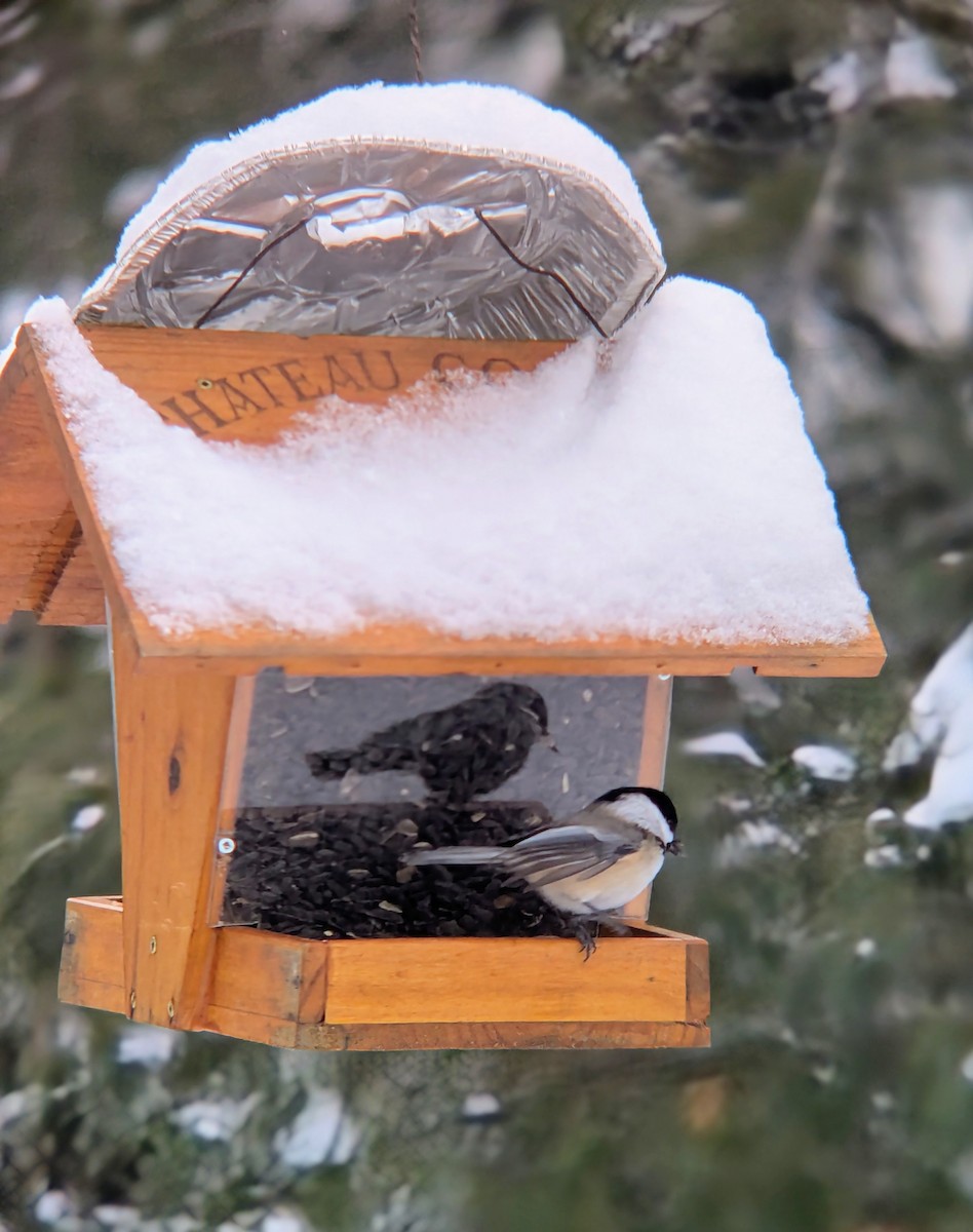 Гаїчка світлокрила - ML646362117