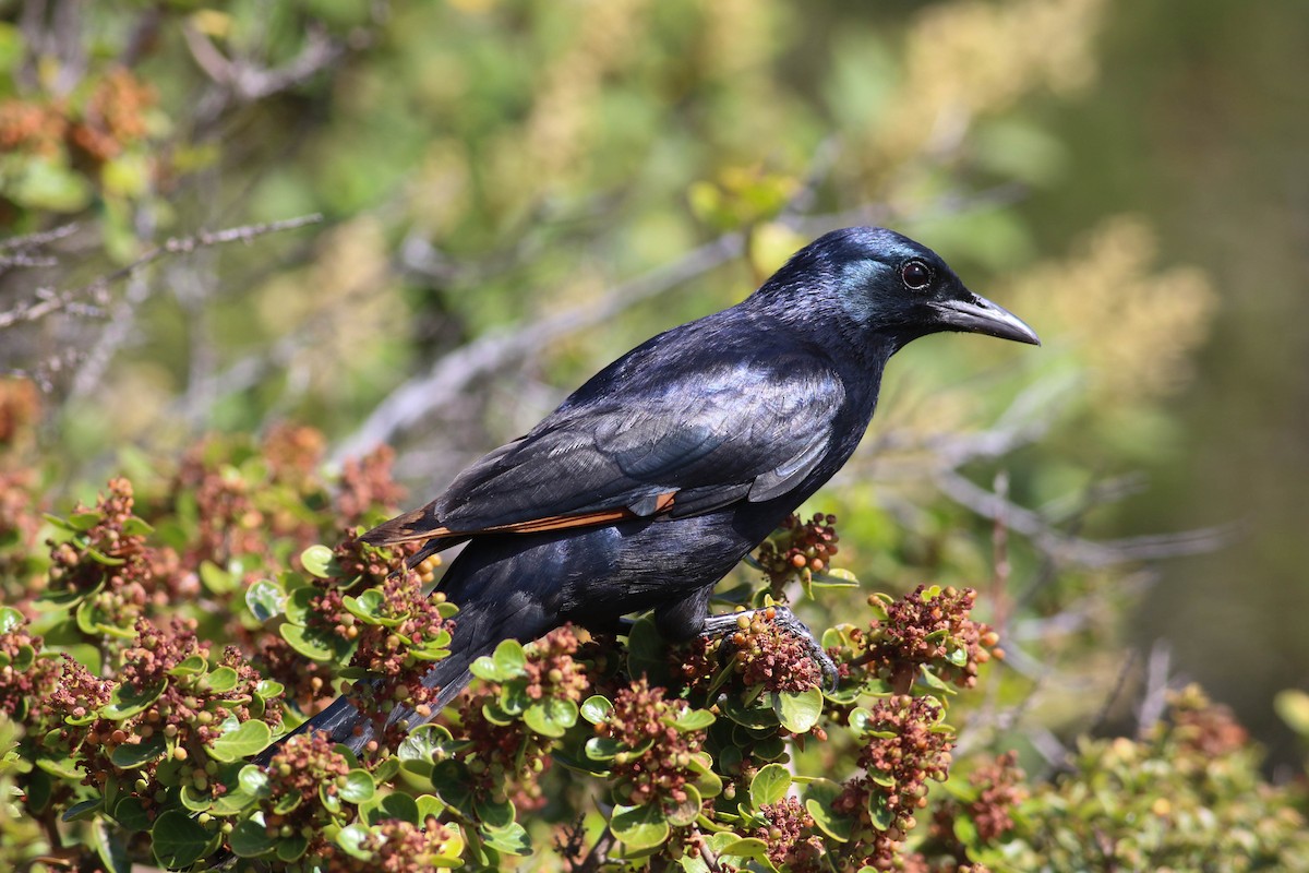 Моріо рудокрилий - ML646362118