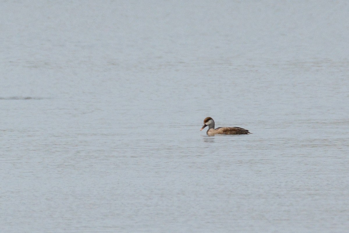 Чернь червонодзьоба - ML646362119