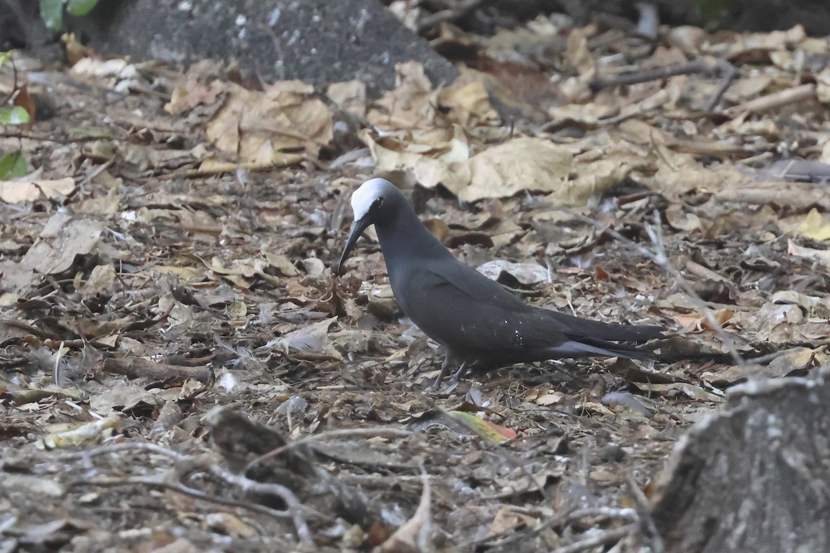 Крячок атоловий - ML646362121