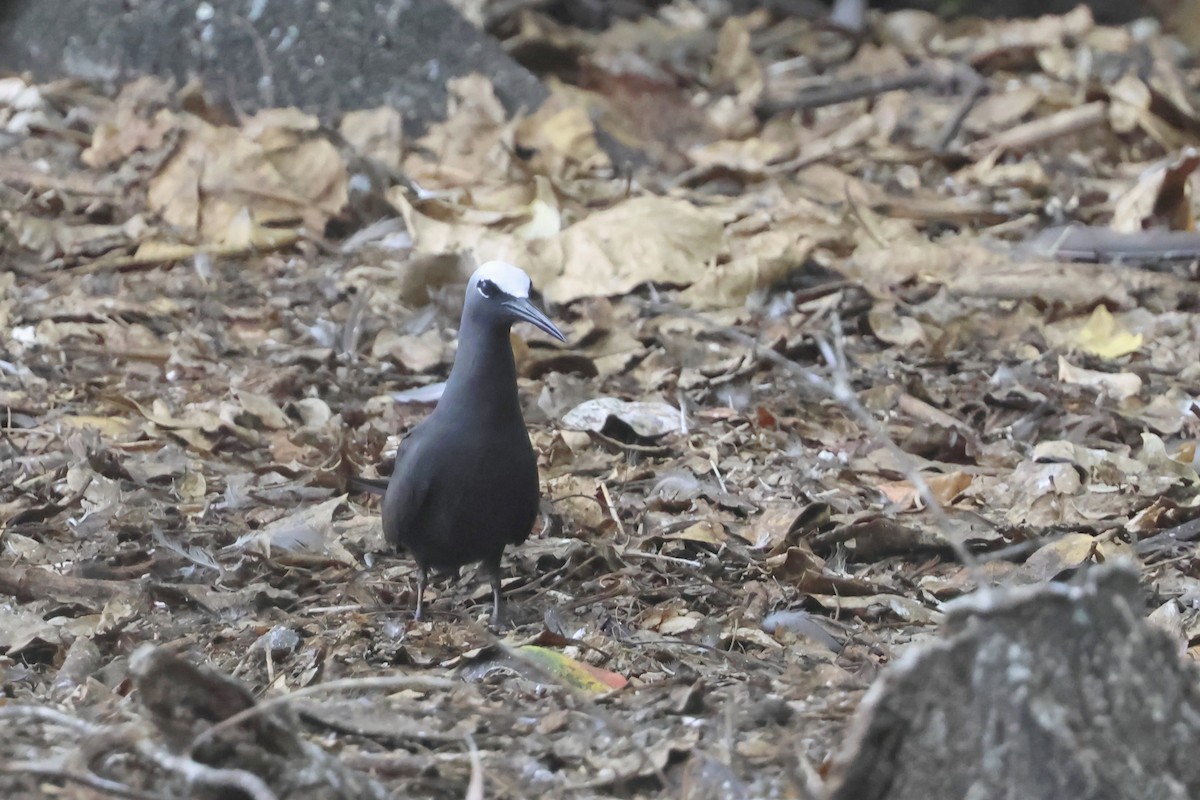 Крячок атоловий - ML646362122