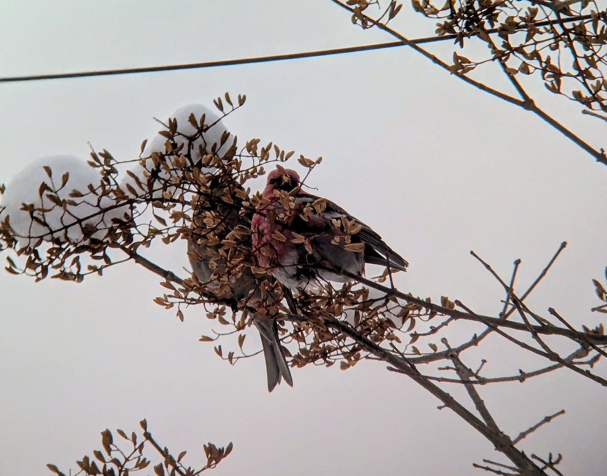 Смеречник тайговий - ML646362123