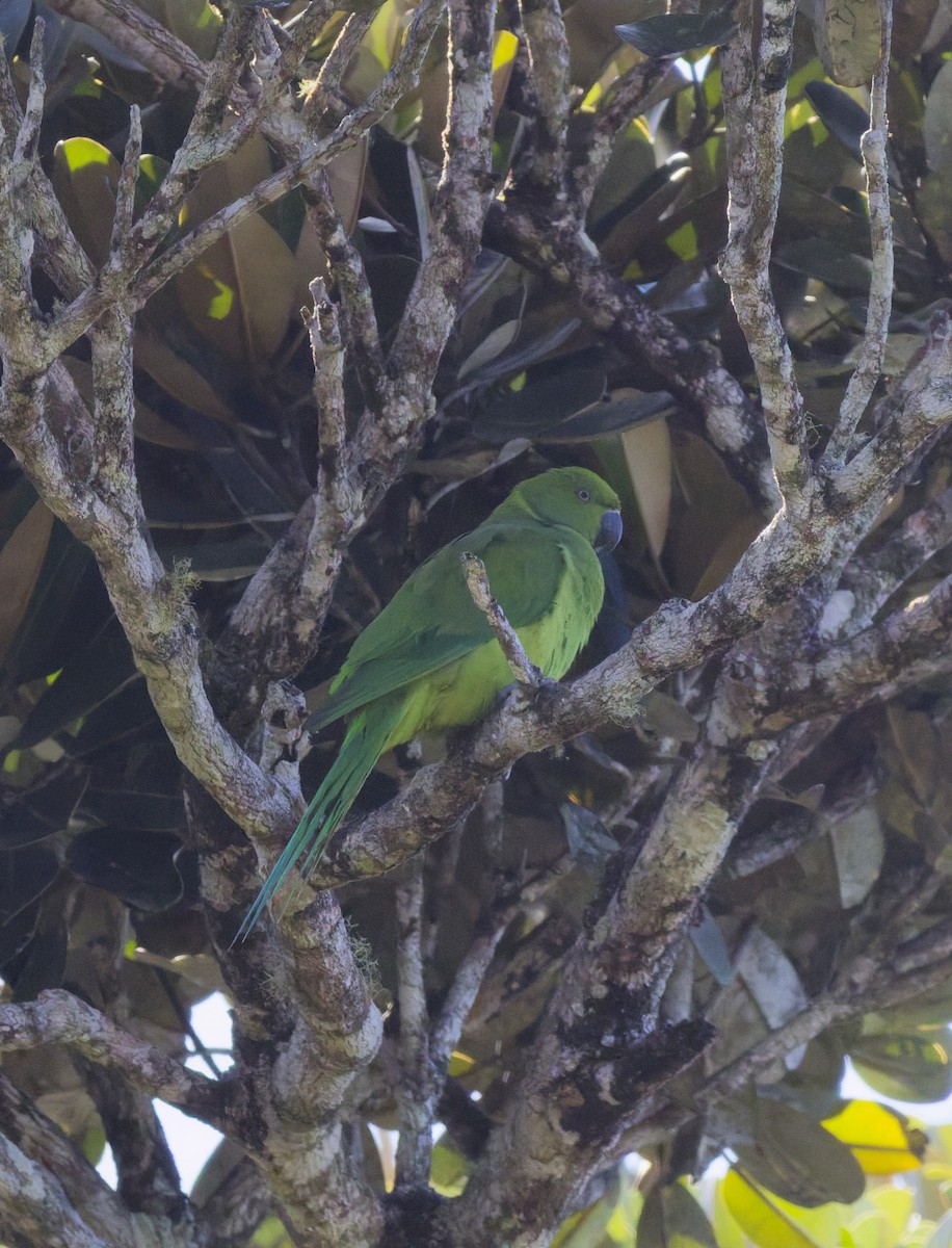 Echo Parakeet - ML646362124