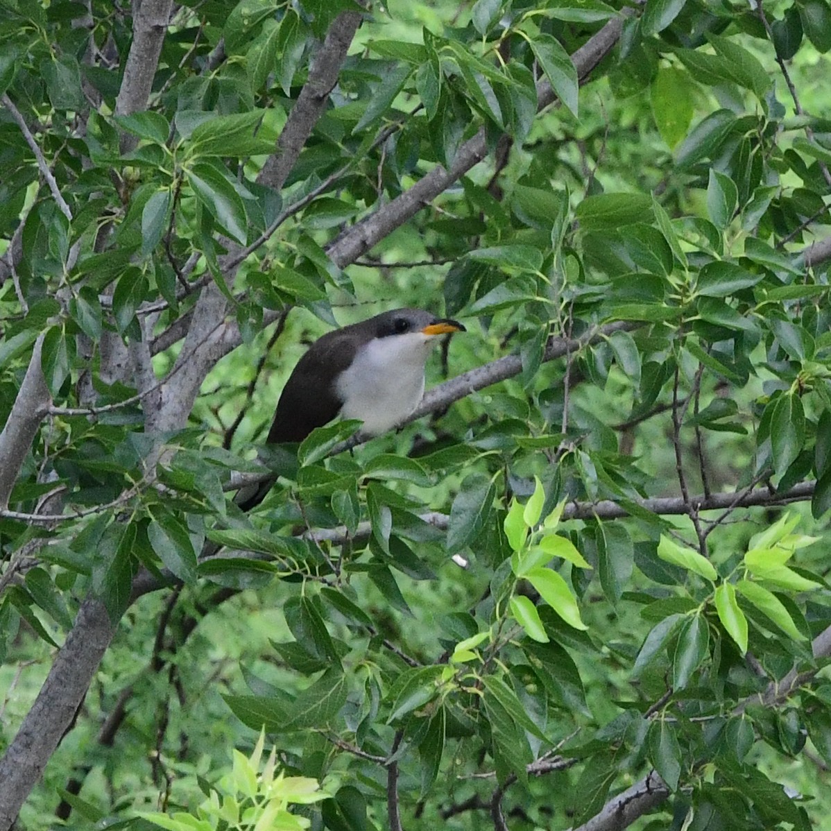Кукліло північний - ML646362126