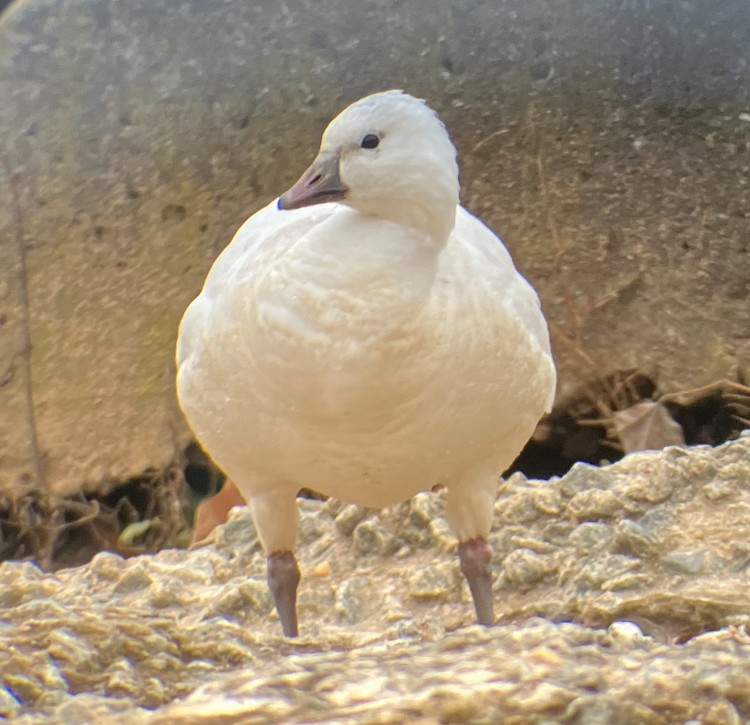 Ross's Goose - ML646362127