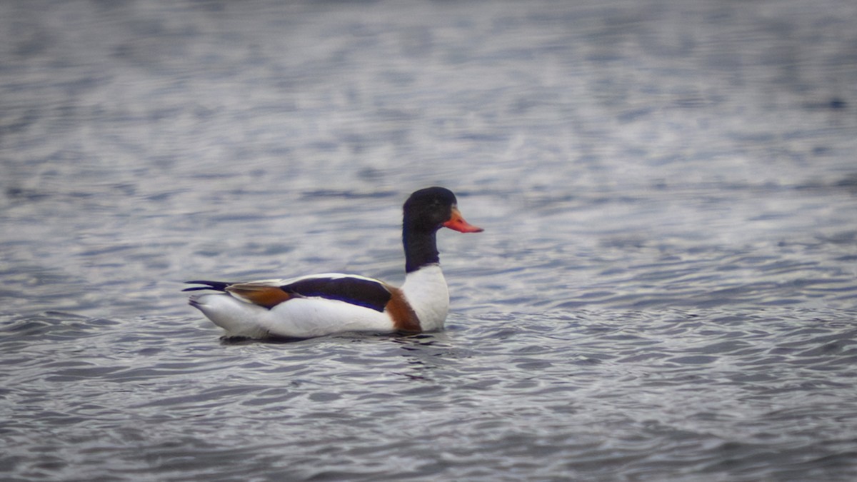 husice liščí - ML646362128