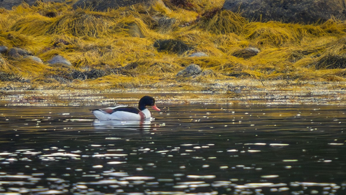 husice liščí - ML646362129