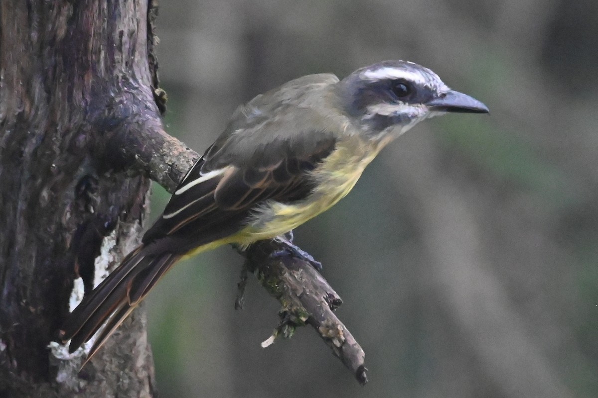 Golden-bellied Flycatcher - ML646362130