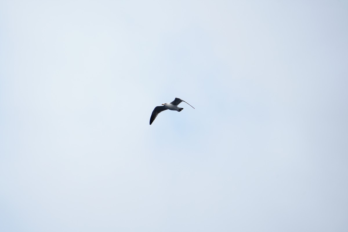 Мартин домініканський - ML646362135