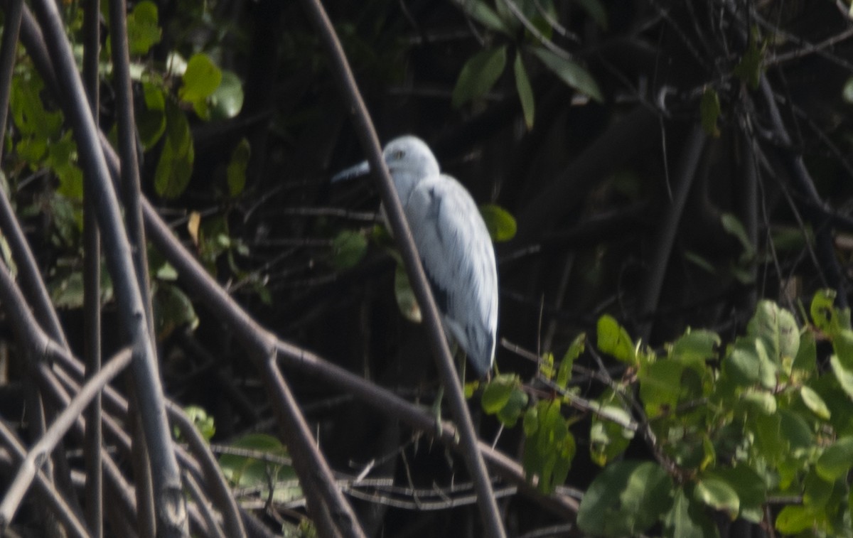 Чепура блакитна - ML646362140