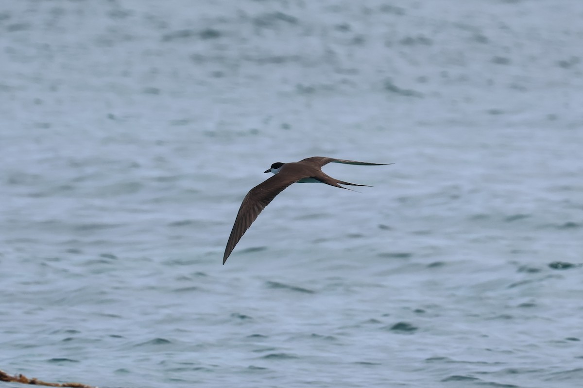 Bridled Tern - ML646362145