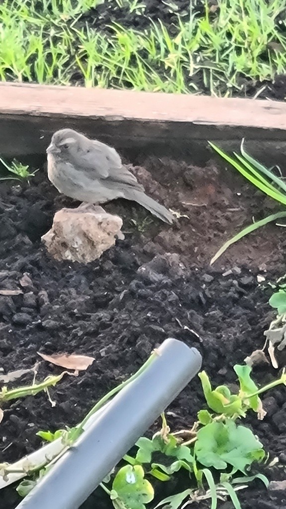 Brown-rumped Seedeater - ML646362146