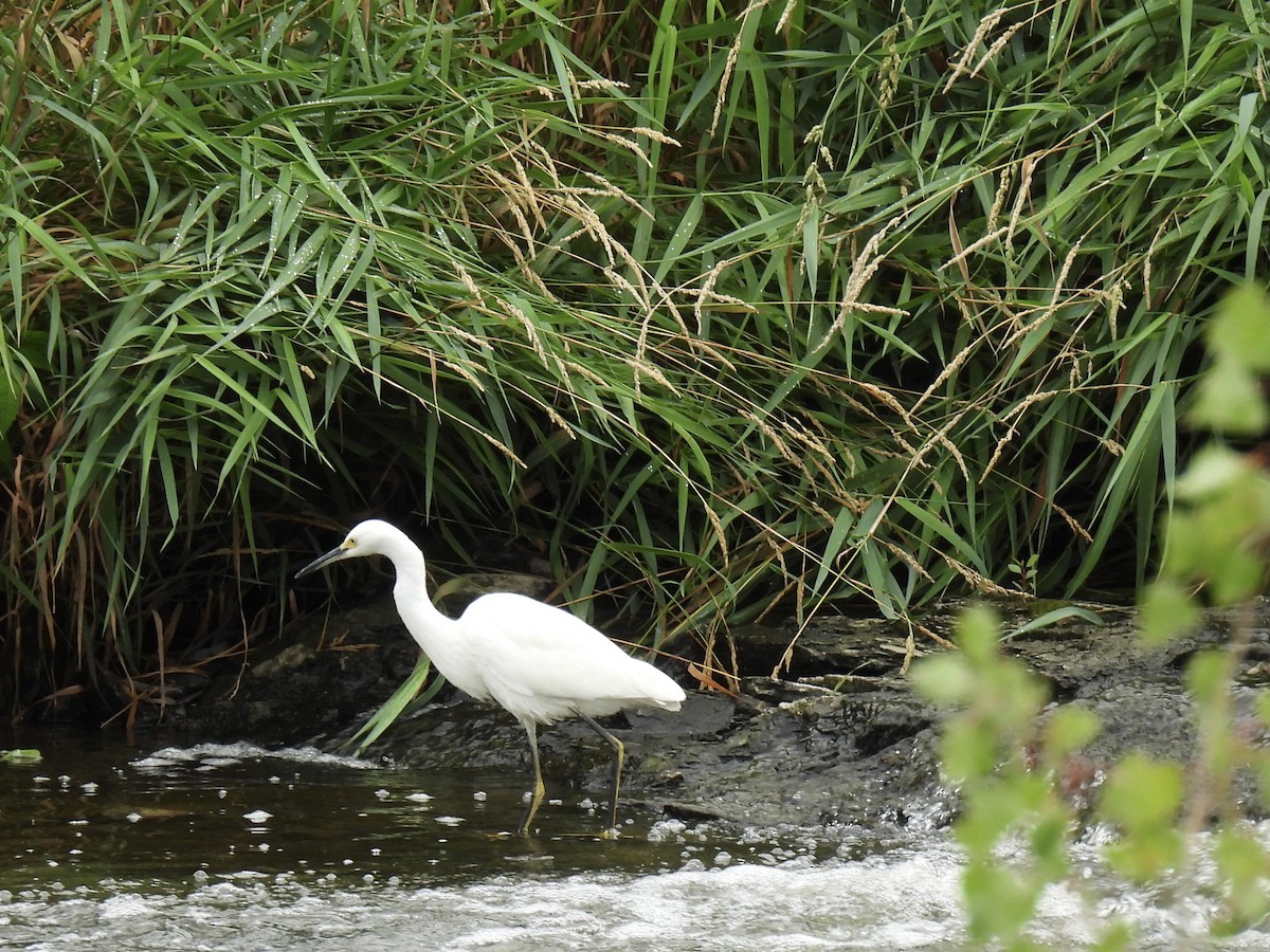 volavka bělostná - ML646362147