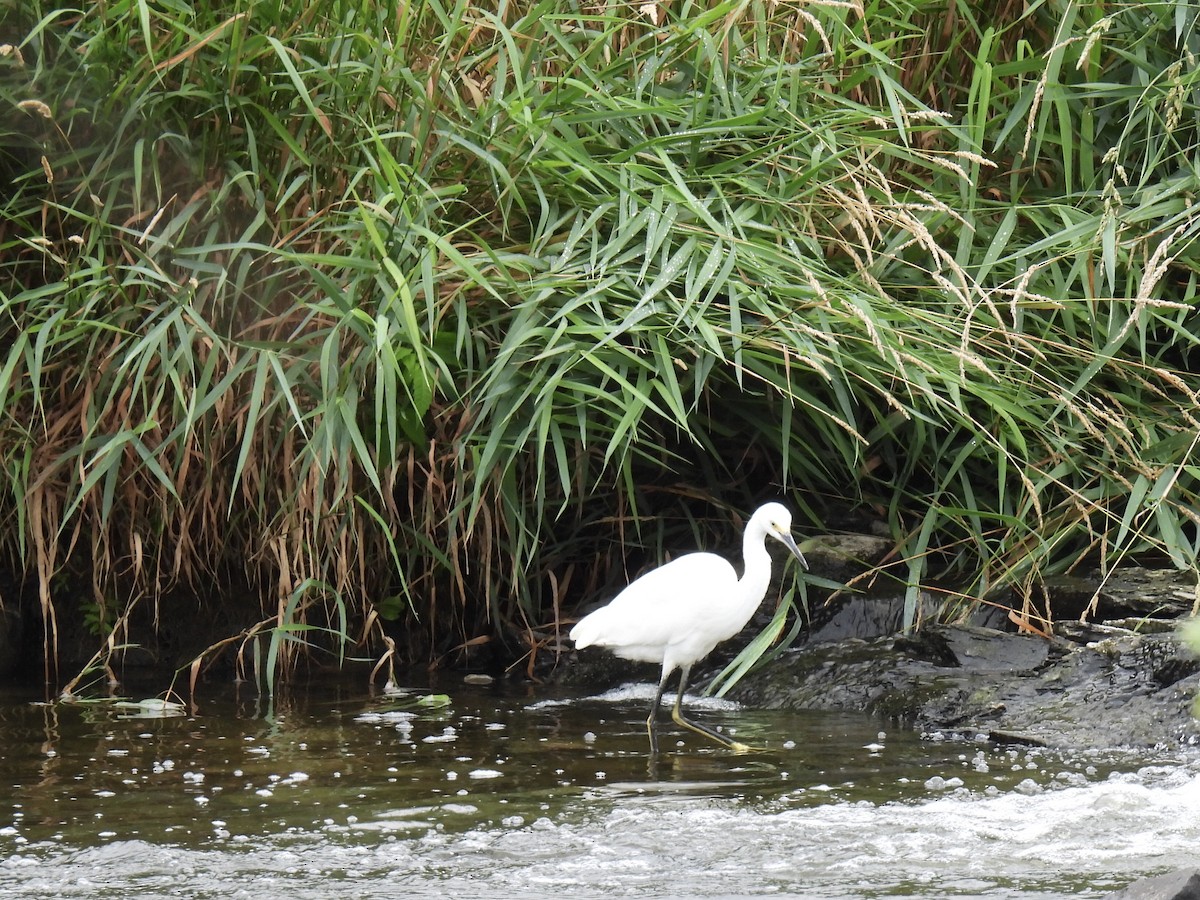 volavka bělostná - ML646362148