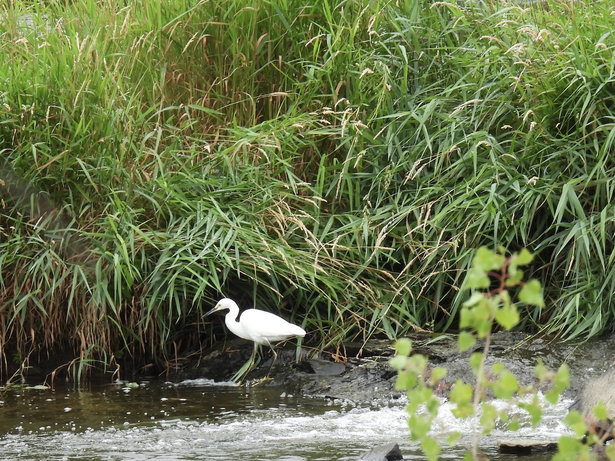 volavka bělostná - ML646362149