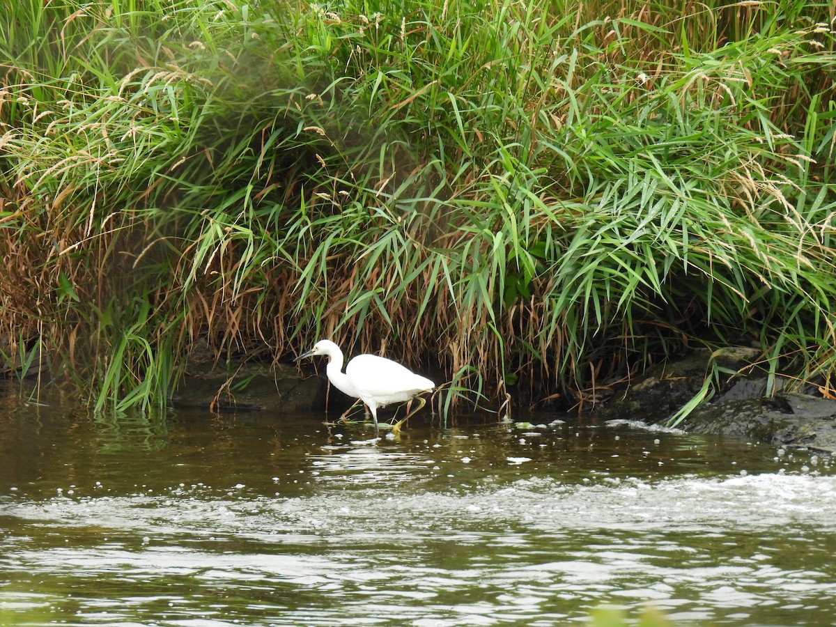 volavka bělostná - ML646362150