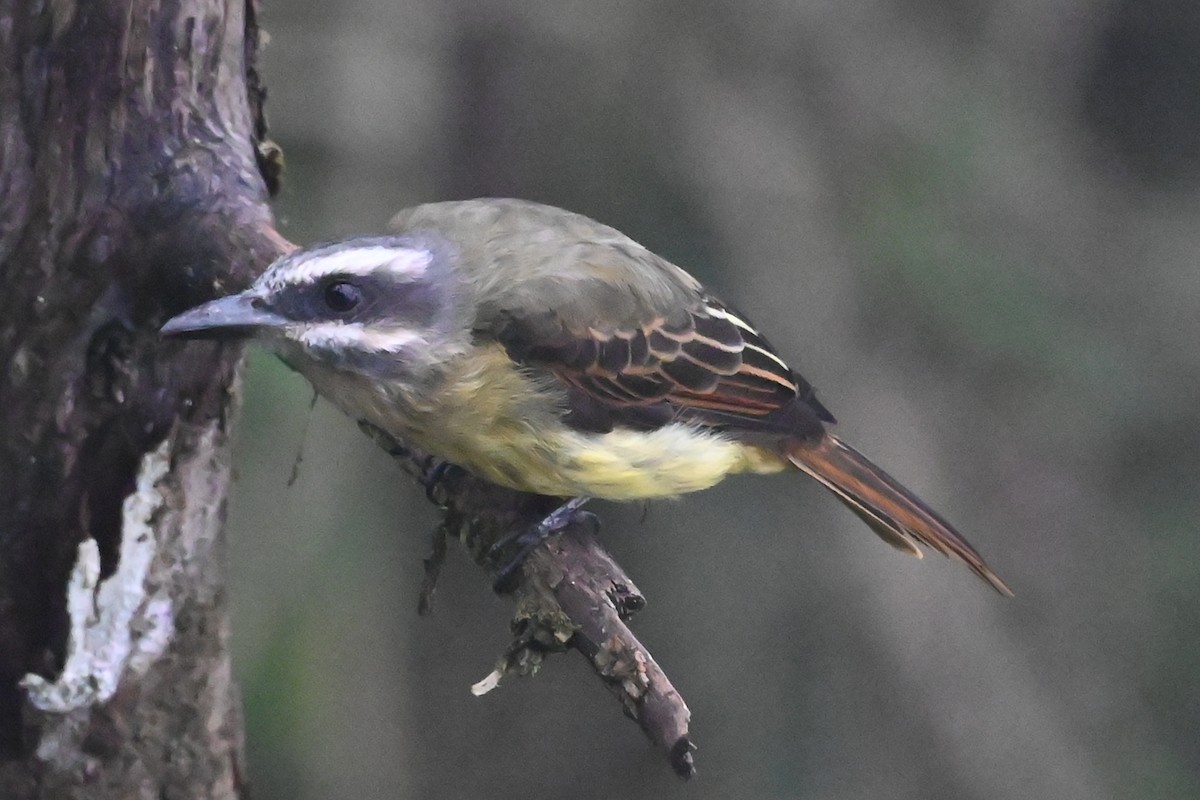 Golden-bellied Flycatcher - ML646362151