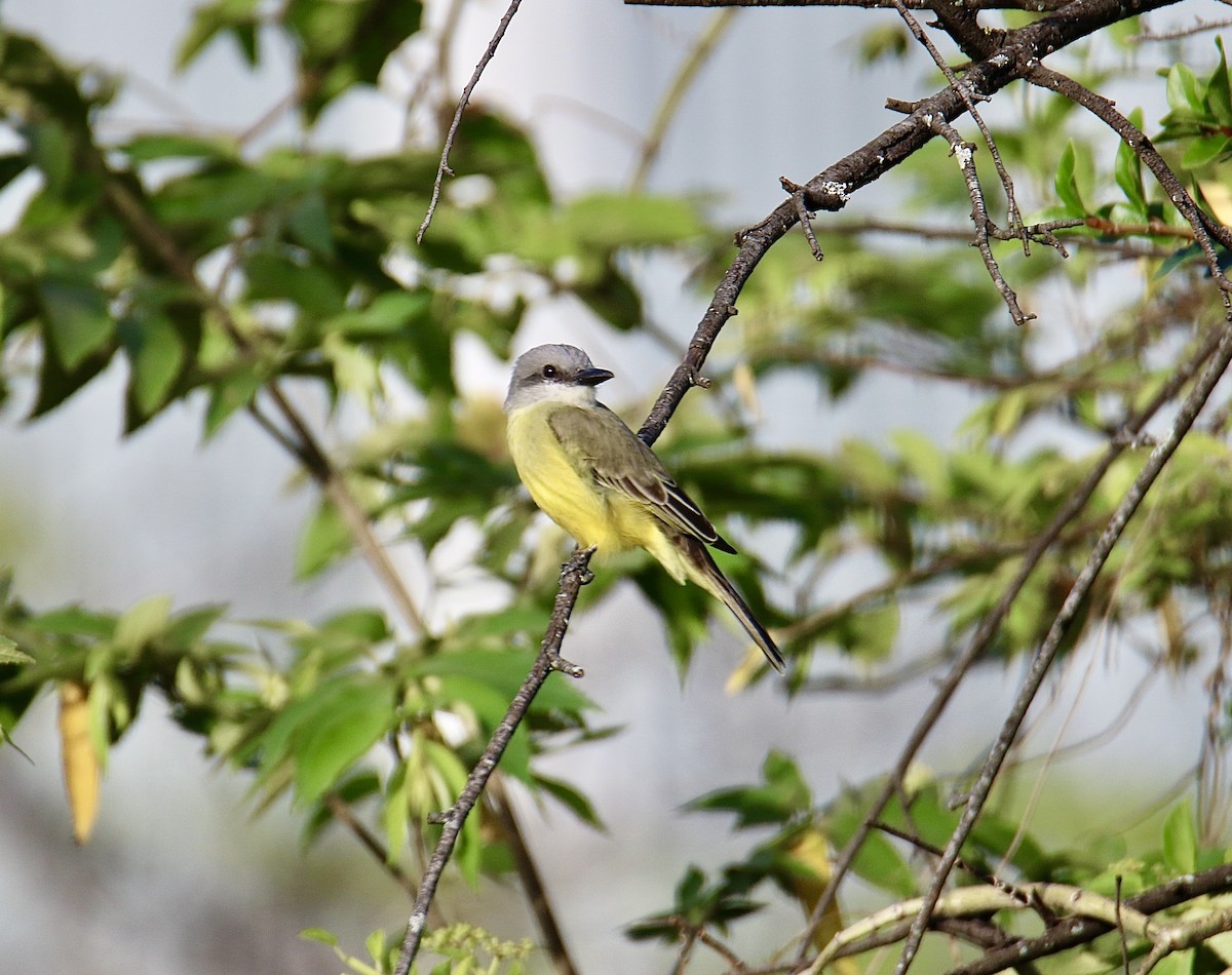 Tropical Kingbird - ML646362157