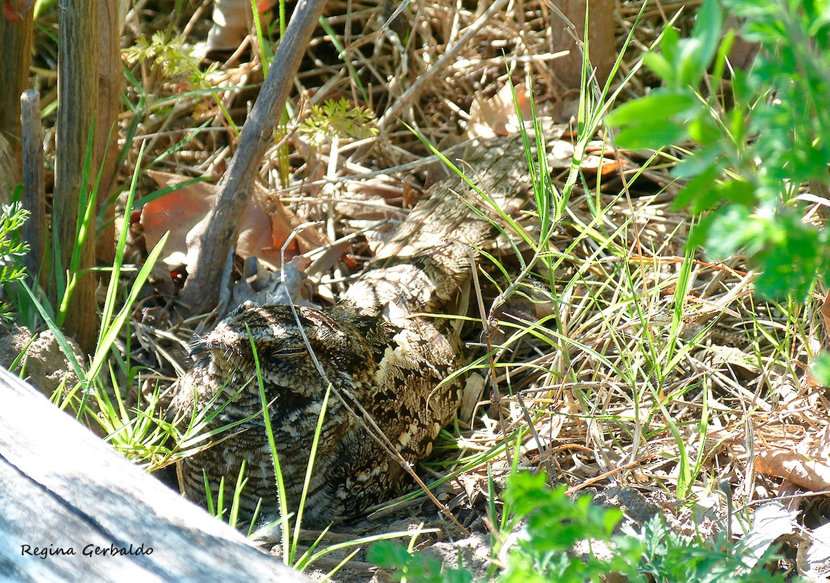 ハサミヨタカ - ML646362159