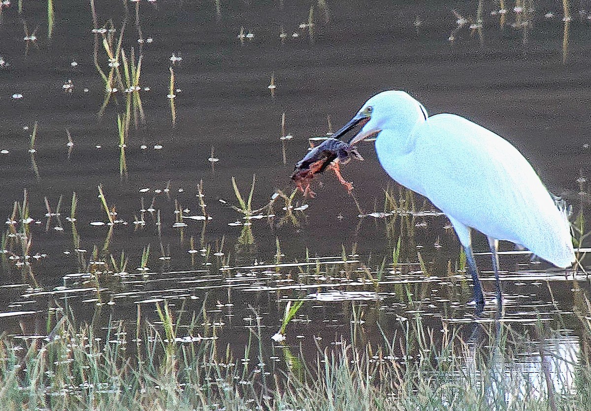 Little Egret - ML646362164