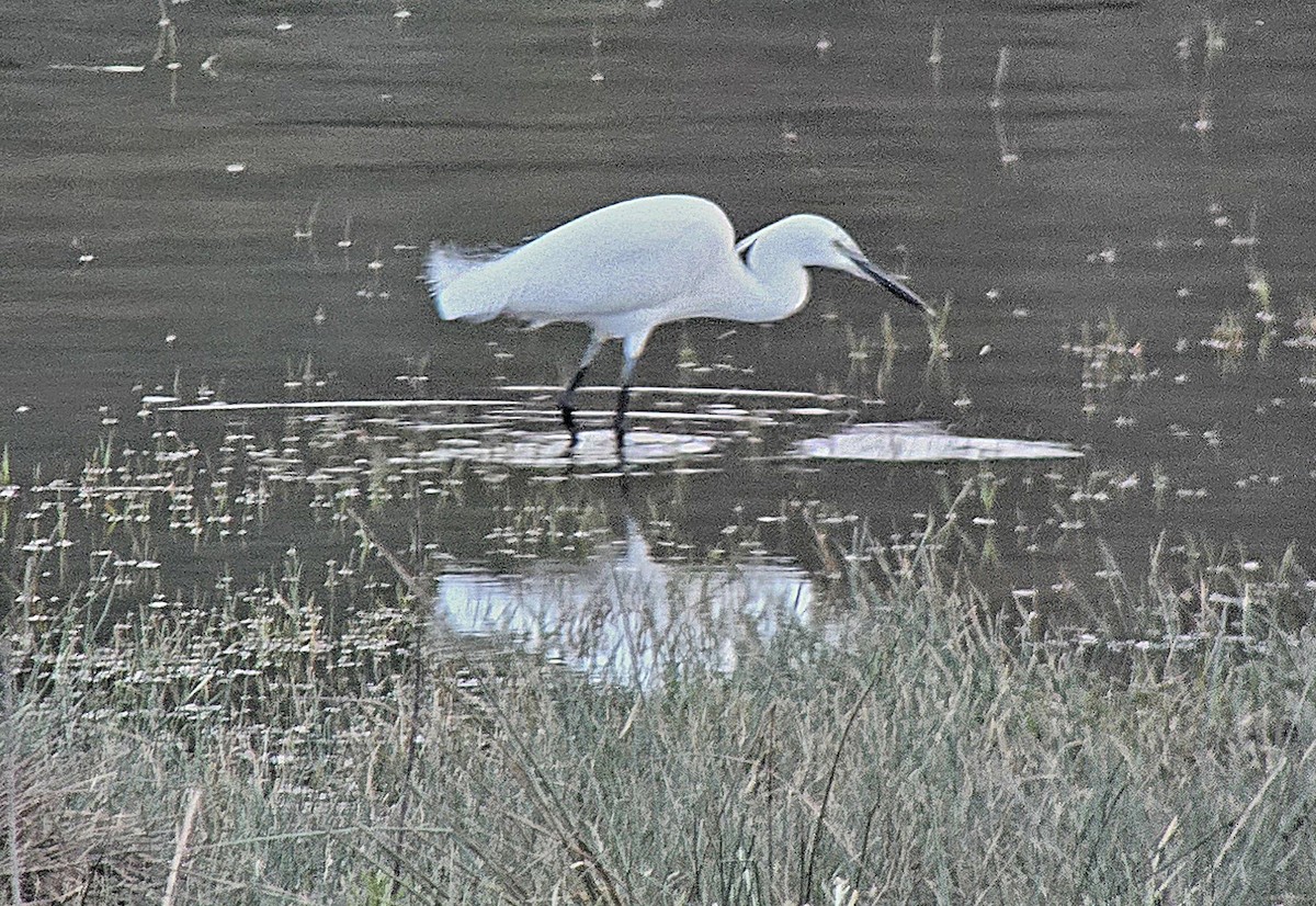 Little Egret - ML646362165