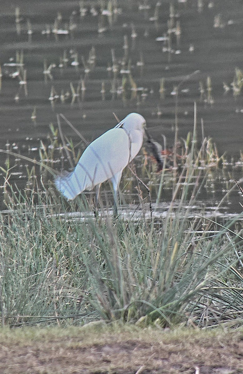 Little Egret - ML646362166