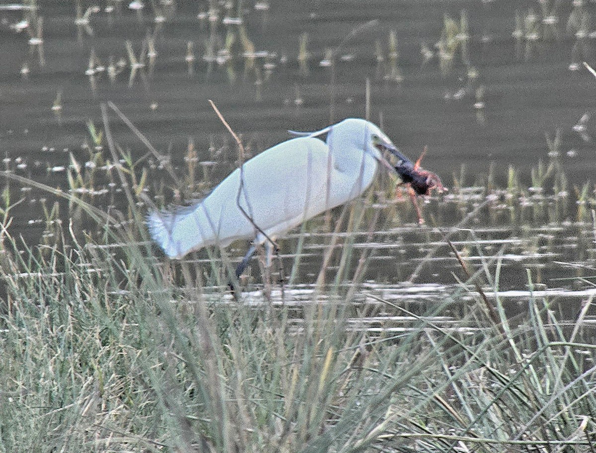 Little Egret - ML646362167