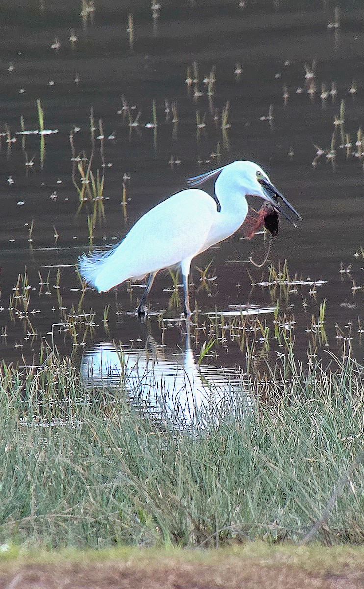 Little Egret - ML646362168