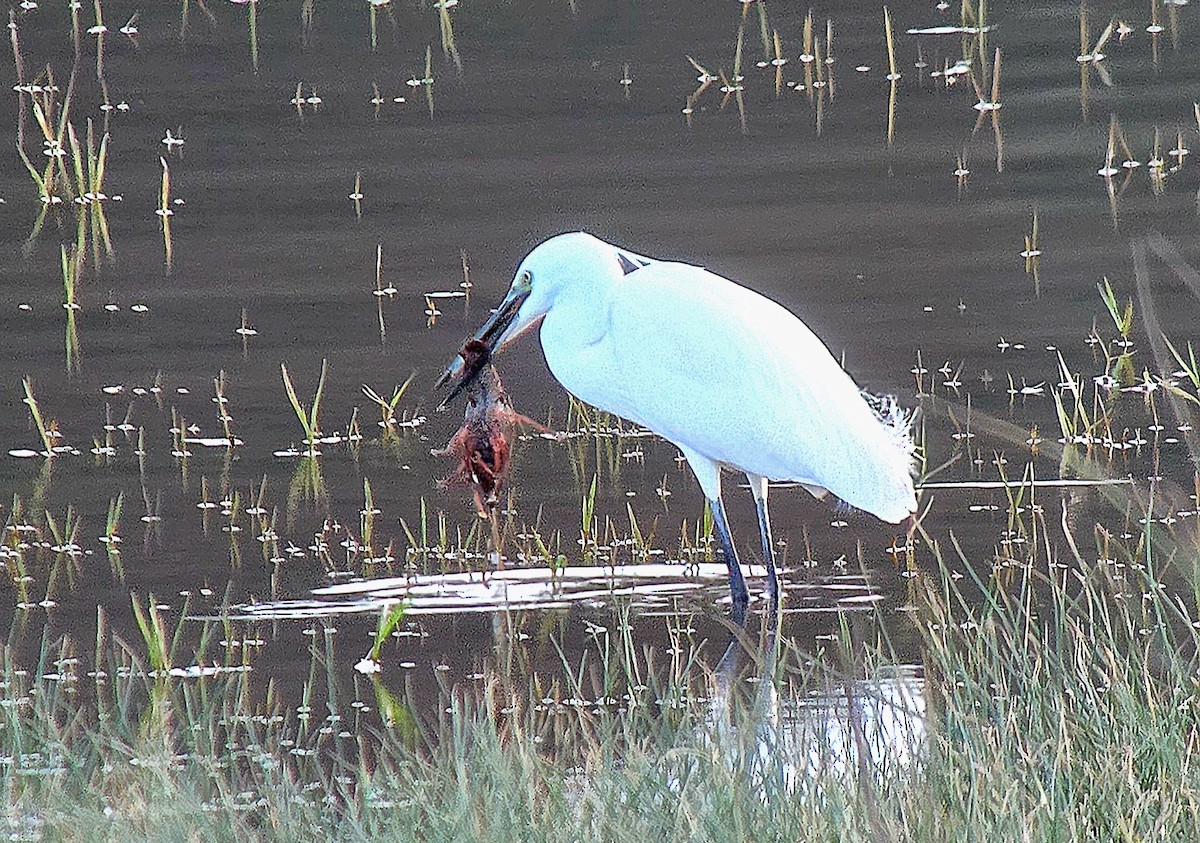 Little Egret - ML646362169