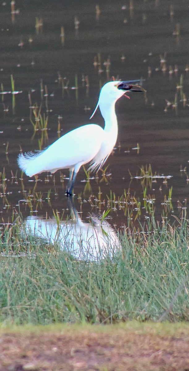 Little Egret - ML646362170