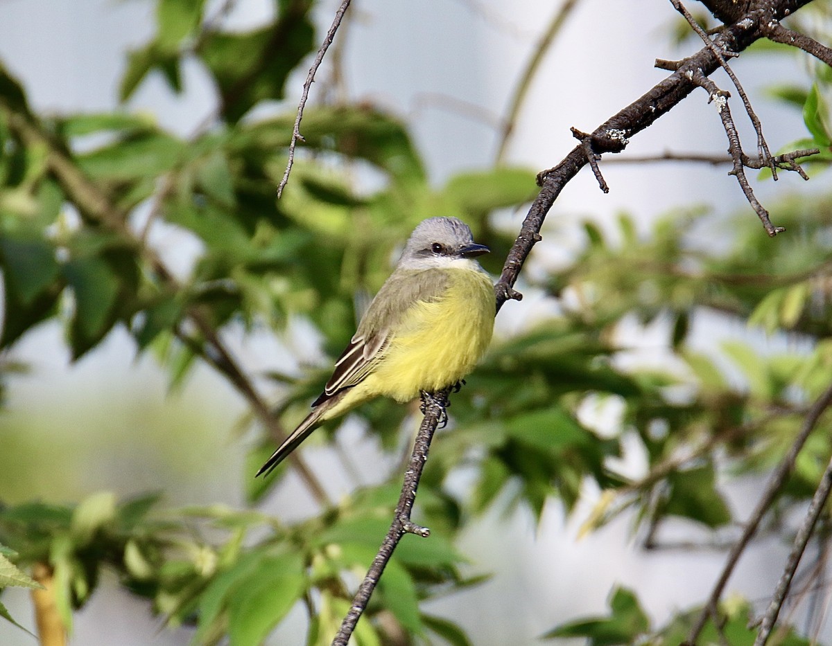 Tropical Kingbird - ML646362173