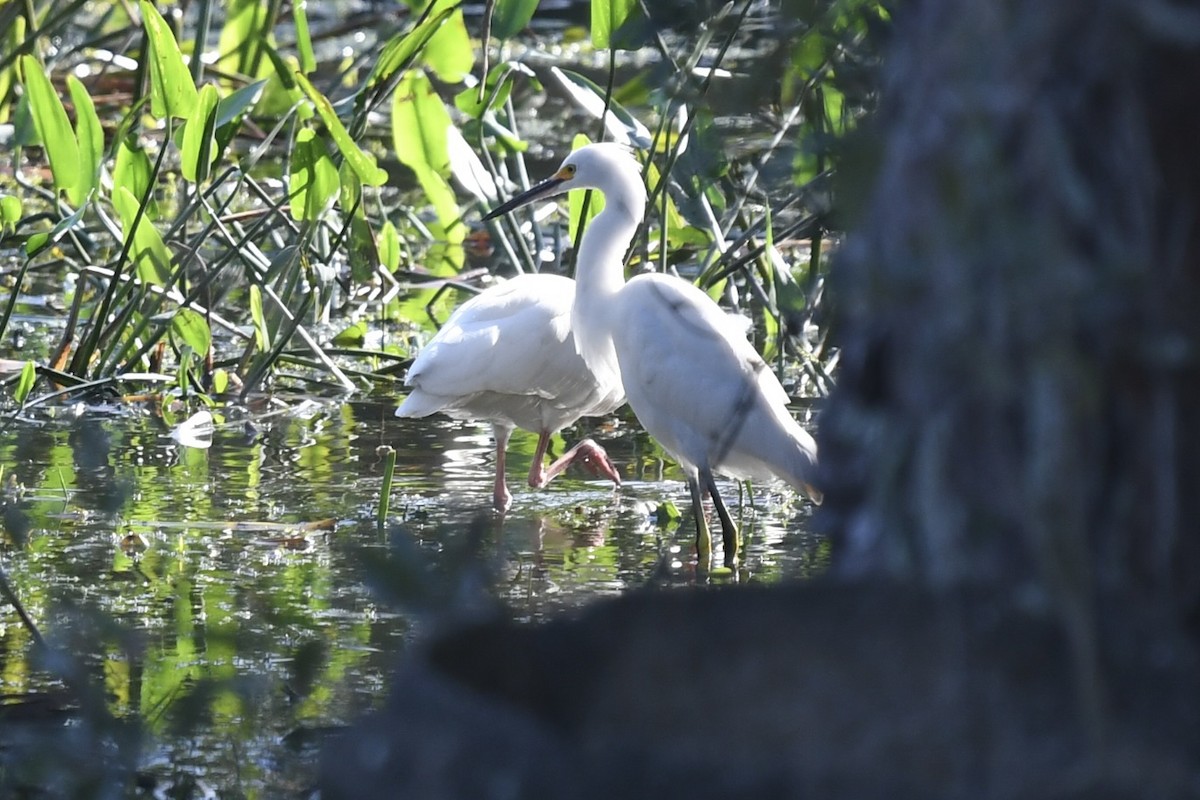 Karbeyaz Balıkçıl - ML646362177