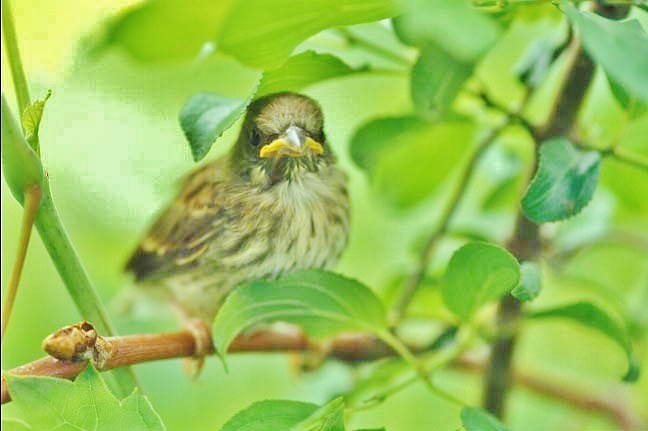 Field Sparrow - ML646362182