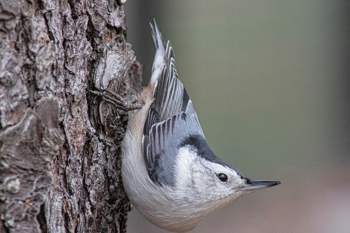 White-breasted Nuthatch - ML646362183