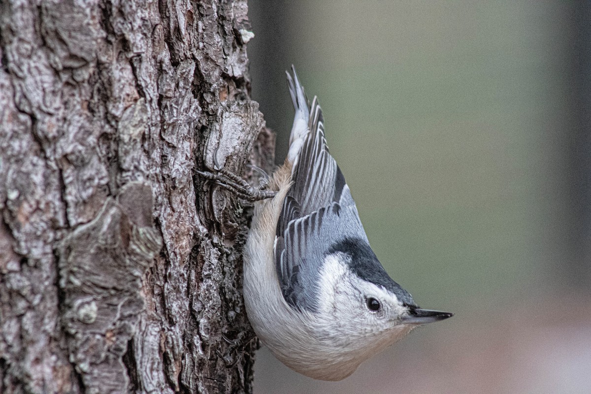 White-breasted Nuthatch - ML646362184