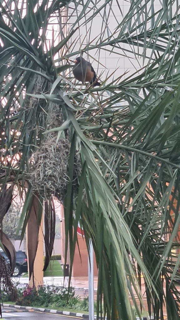 Abyssinian Thrush - ML646362185