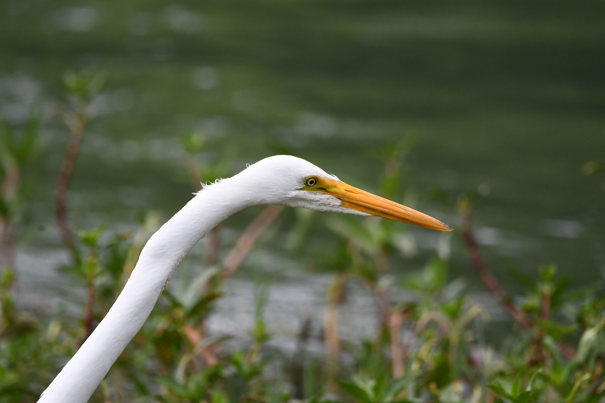 Чапля велика - ML646362186