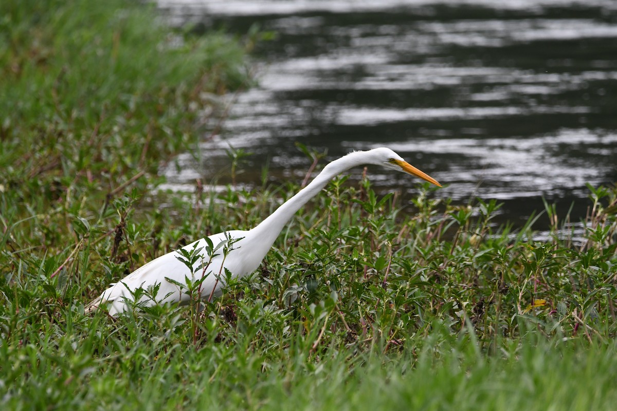Чапля велика - ML646362187