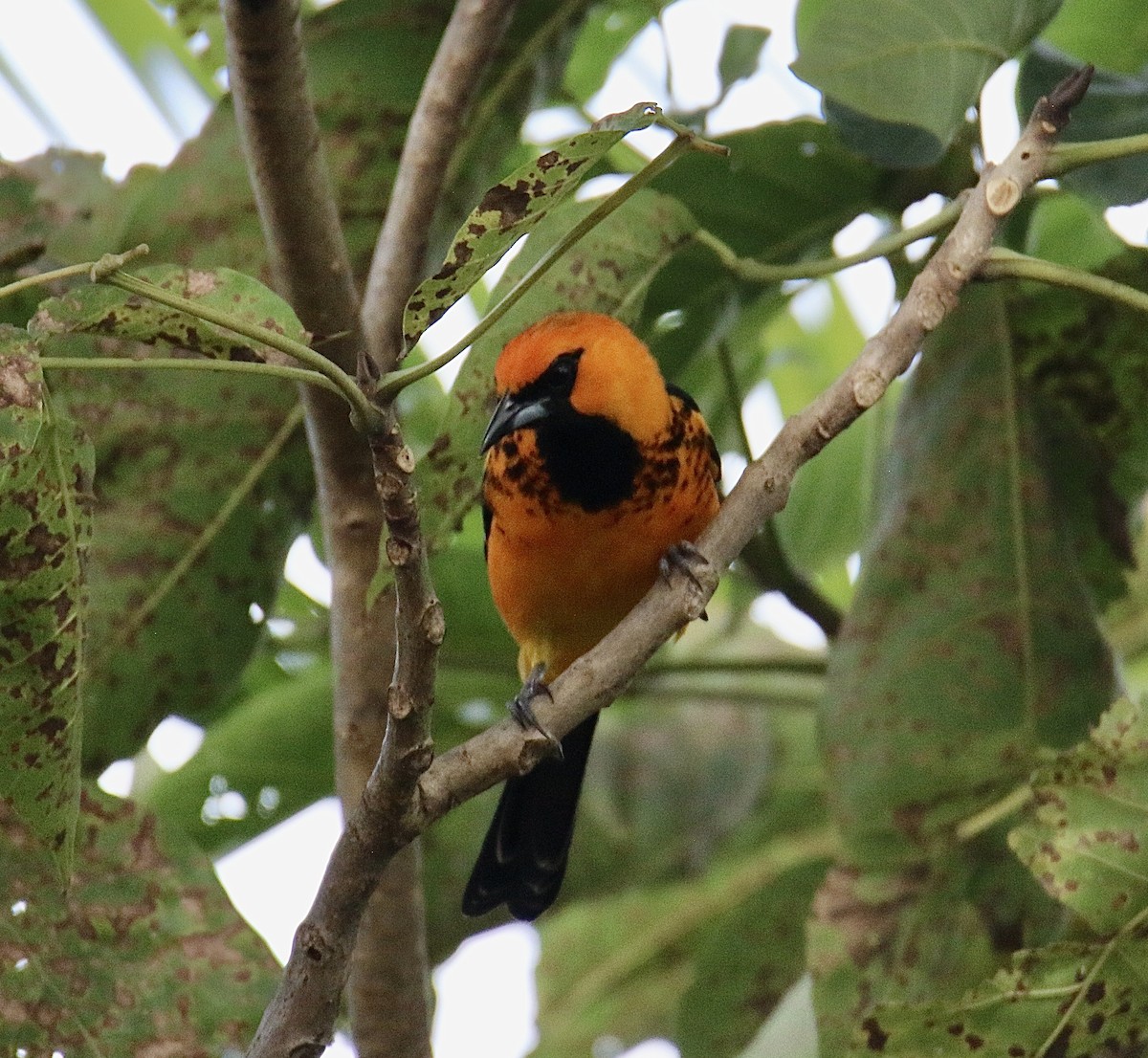 Spot-breasted Oriole - ML646362189