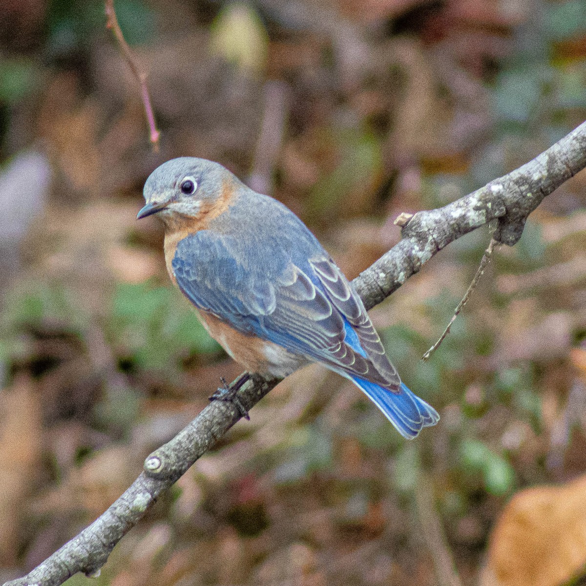 Eastern Bluebird - ML646362190