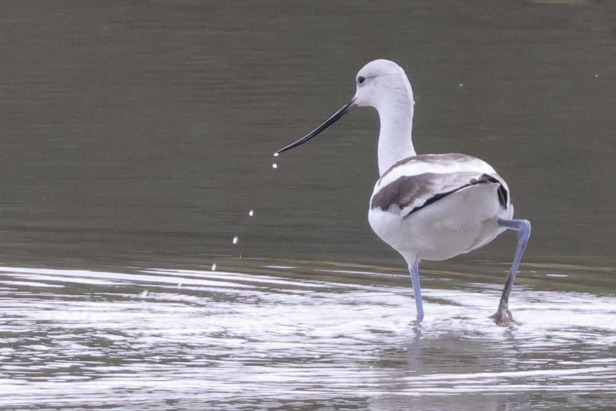 American Avocet - ML646362191