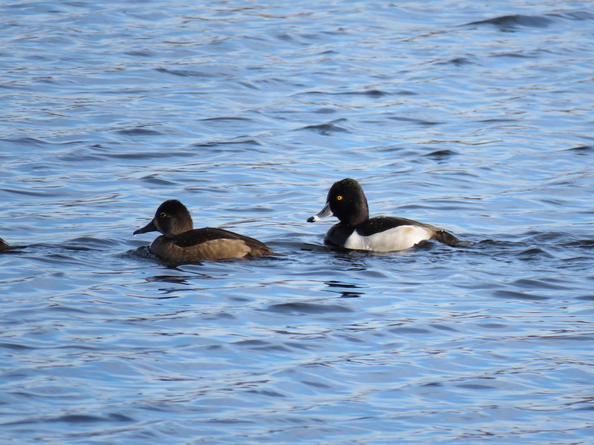 Ring-necked Duck - ML646362193