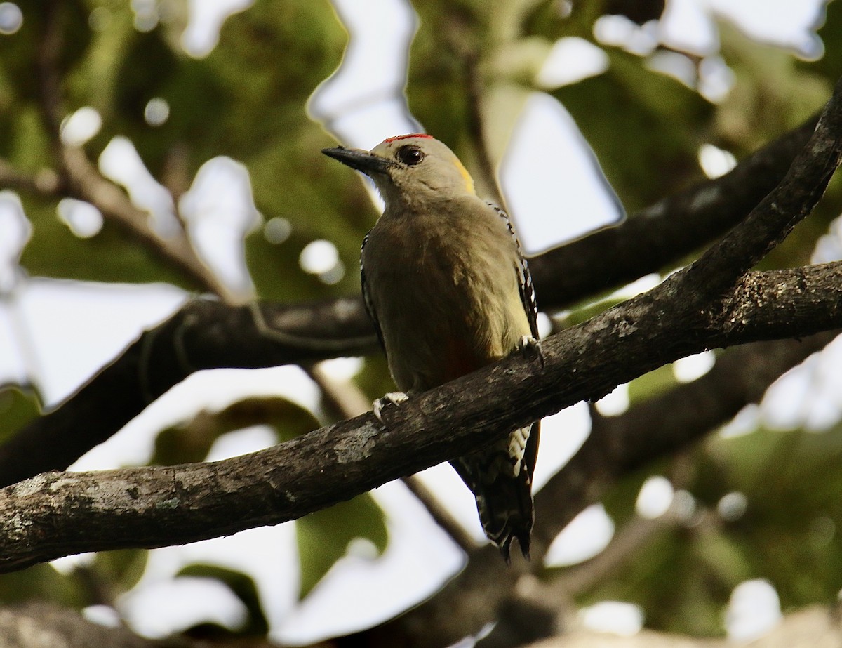 Hoffmann's Woodpecker - ML646362194