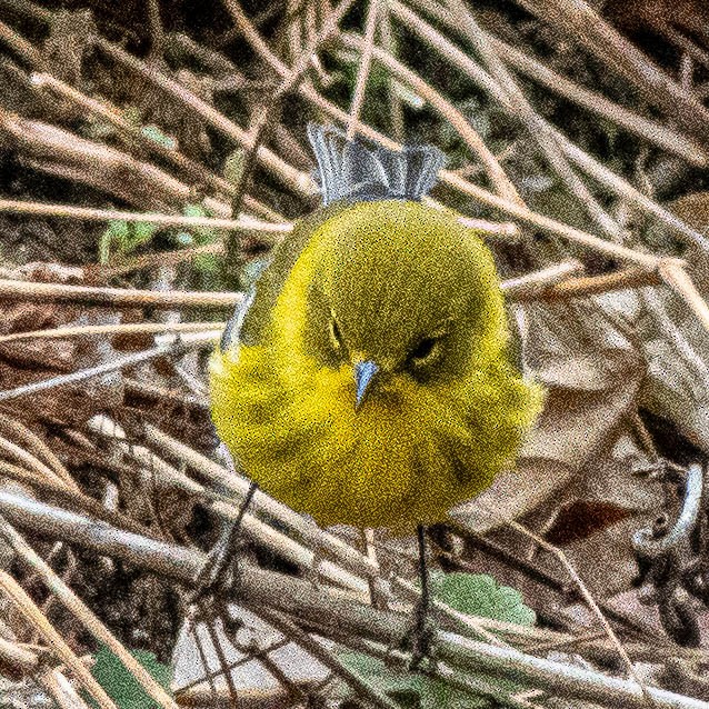 Pine Warbler - ML646362195