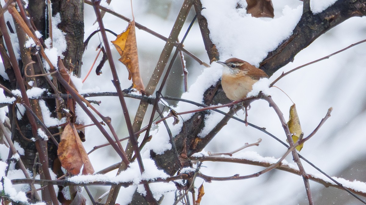 Carolina Wren - ML646362196