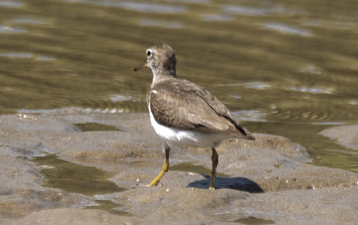 Набережник плямистий - ML646362198